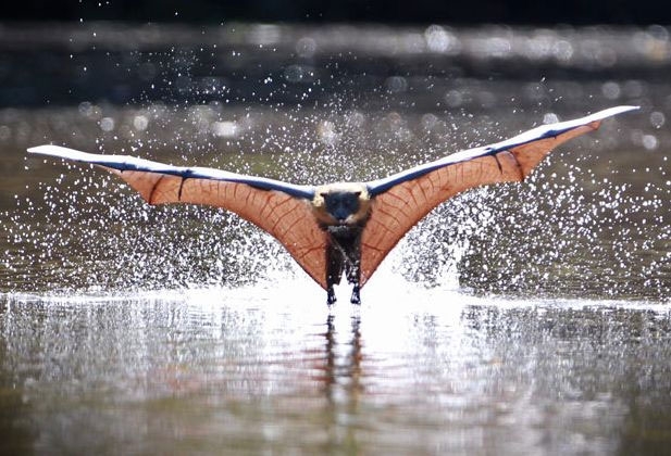 Kalong or giant flying fox. - The photo, Longpost, , Bats, Milota, Animals