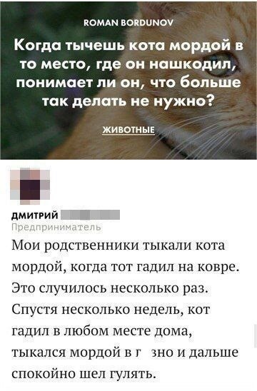 Хорошо обучаемый кот - Кот, Скриншот, Комментарии