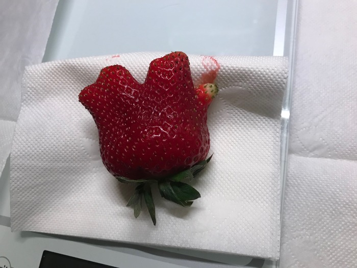 Strawberries from the planet Vulcan - My, Strawberry, Spock, Star trek, Food, Strawberry (plant)