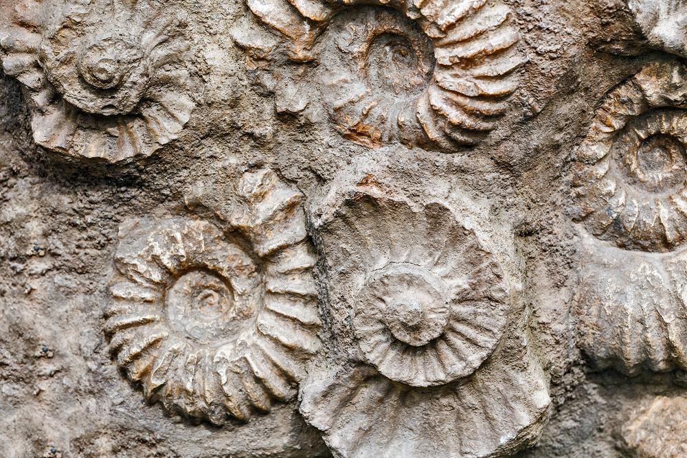 How is the age of fossils determined? - My, Paleontology, , Dating, Fossils, Longpost, Text