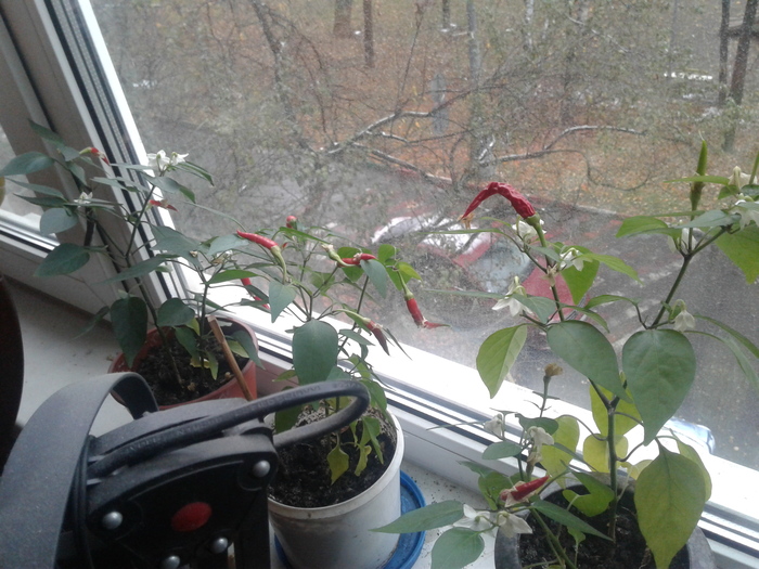 Help identifying a pepper! - My, Pepper, Name, Variety, Help, No rating, Plants