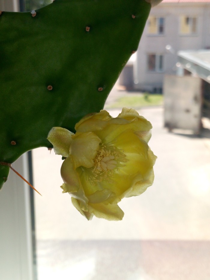 Cactus - My, Blooming cacti, Suddenly, Cactus, Bloom, Opuntia