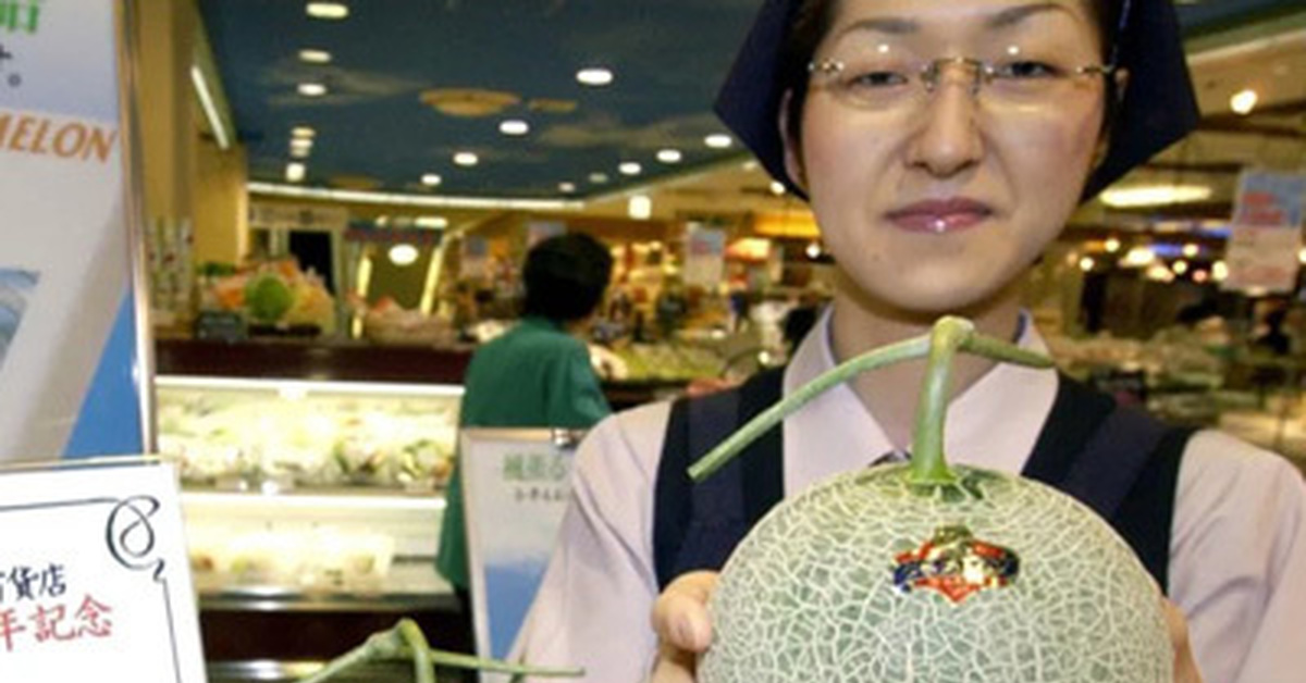 Дорогая дыня. Королевская дыня Юбари. Королевская японская дыня Юбари. Юбари – самая дорогая в мире дыня.. Японские дорогие фрукты.