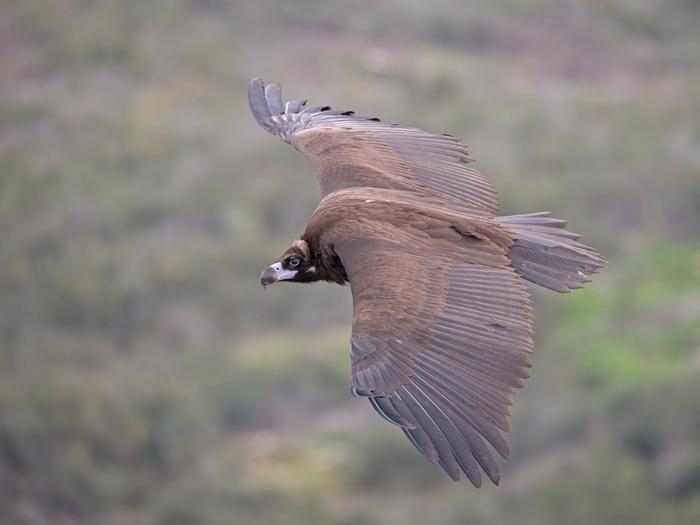 black vulture - My, The photo, Birds, Vulture