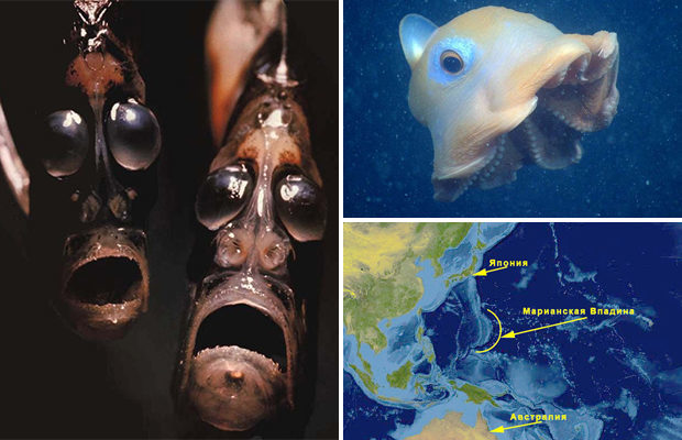 The most unusual inhabitants of the Mariana Trench - Mariana Trench, A fish, Interesting, Underwater world, Octopus, Ocean, Shark, Longpost, GIF