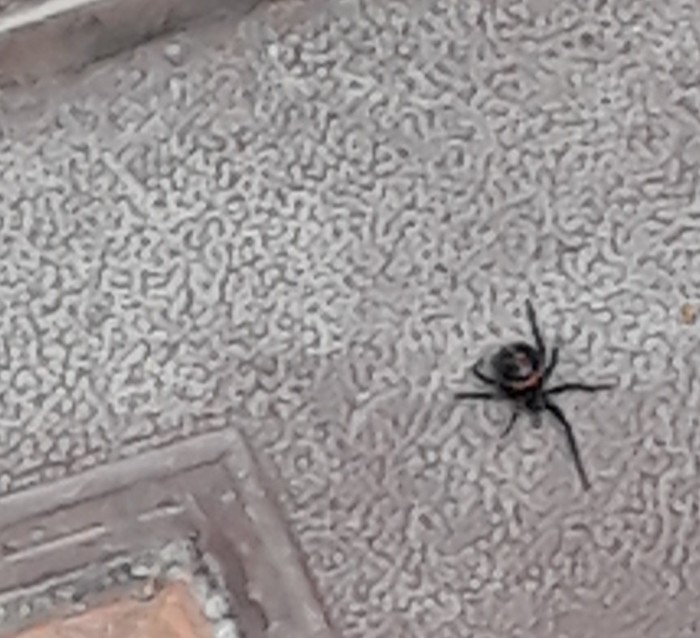 У нас во дворе завелся каракурт