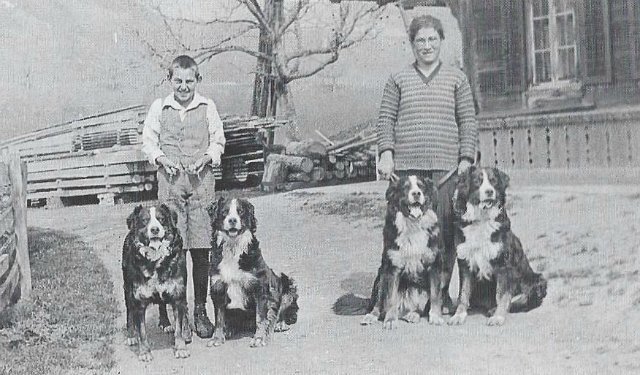 About breeds of dogs. - Dog, Dog breeds, Bernese mountain dog, , Sennenhund, Longpost