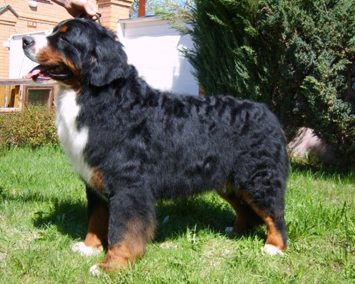 About breeds of dogs. - Dog, Dog breeds, Bernese mountain dog, , Sennenhund, Longpost