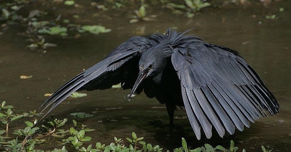 Черный ея. Африканская. Зонтичная цапля.. Egretta ardesiaca. Африканская теневая цапля. Black Heron птица.