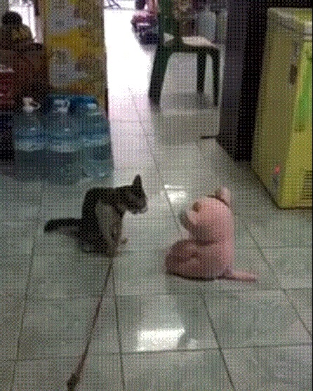 Борцуха