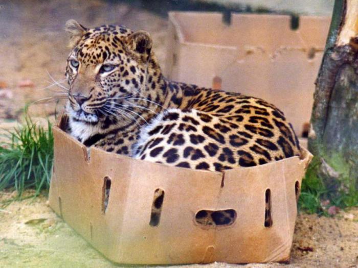 Почему кошки любят коробки. Кошкин дом, Кот, Коробка, Зоопсихология, Длиннопост