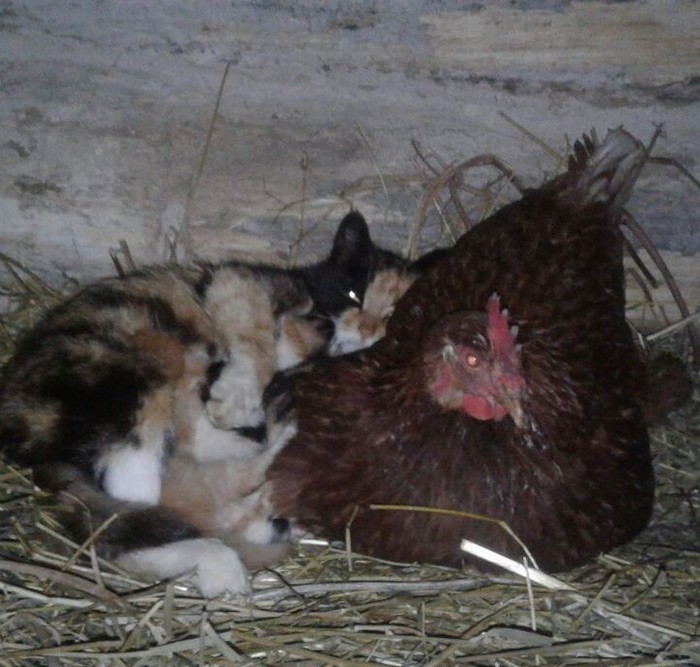 Animal friendship - My, cat, Kittens, Hen, friendship, Family, Longpost