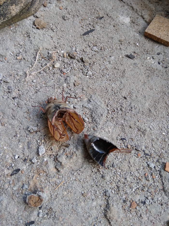 Рожки да ножки