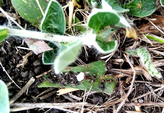 Муравьи и удобрения