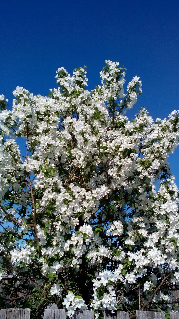 May 10, 2018 - My, Apple tree, Flowers, Longpost