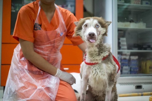 Husky from the streets of Phuket - Husky, Dog, The rescue, Thailand, Longpost