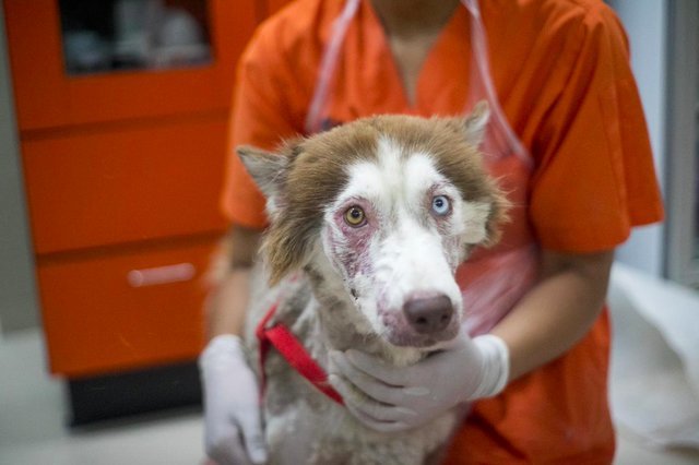 Husky from the streets of Phuket - Husky, Dog, The rescue, Thailand, Longpost