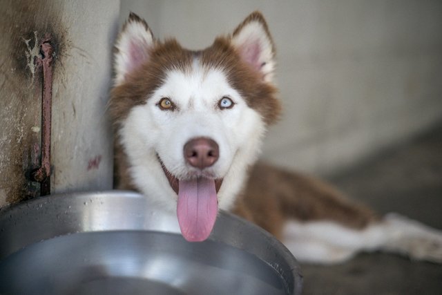 Husky from the streets of Phuket - Husky, Dog, The rescue, Thailand, Longpost