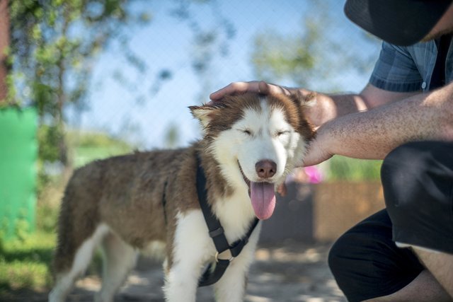 Husky from the streets of Phuket - Husky, Dog, The rescue, Thailand, Longpost