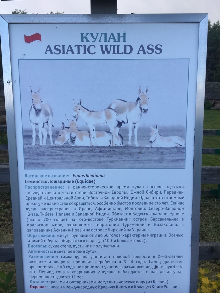 Asiatic wild ass - Моё, Осел, Asiatic Wild ass, Зоопарк, Ярославль, Попа