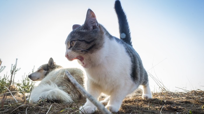 Провинциальные коты. Кот, Начинающий фотограф, Canon, Первый пост, Длиннопост
