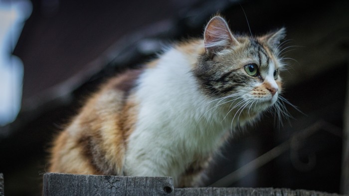 Провинциальные коты. Кот, Начинающий фотограф, Canon, Первый пост, Длиннопост