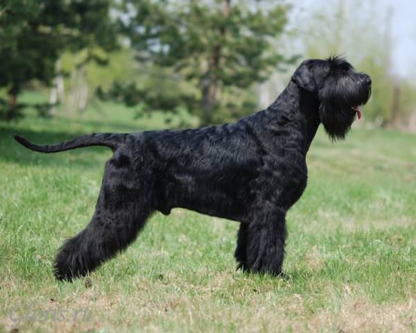 About breeds of dogs. - Dog, Dog breeds, Giant schnauzer, Standard Schnauzer, Schnauzers, Video, Longpost