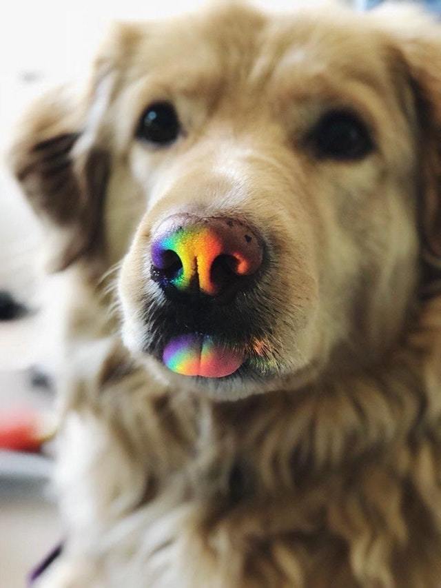 licked rainbow - In contact with, Images, Fun, Humor, Dog