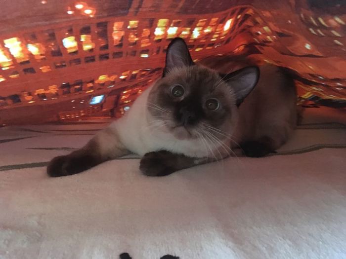 Lost Siamese cat. - Siamese cat, No rating, Moscow, Help, cat, The strength of the Peekaboo, Lost cat, My