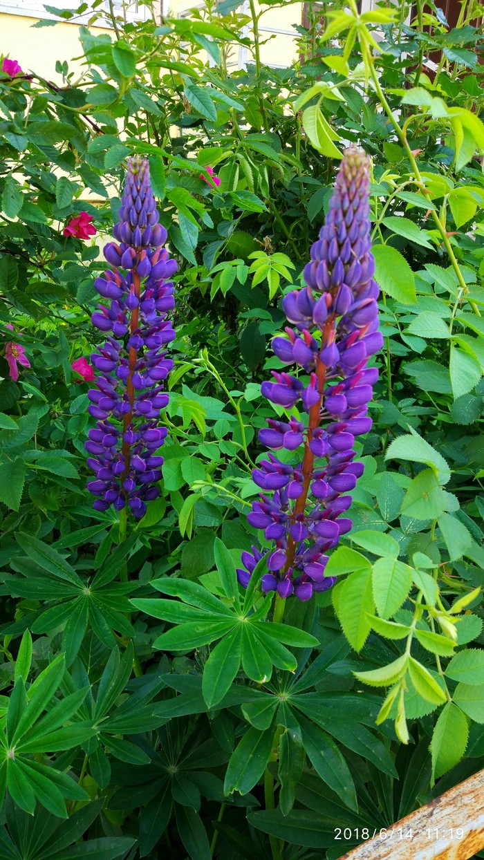 Green city - good - My, Flowers, Greenery, Courtyard, Lupine, Longpost