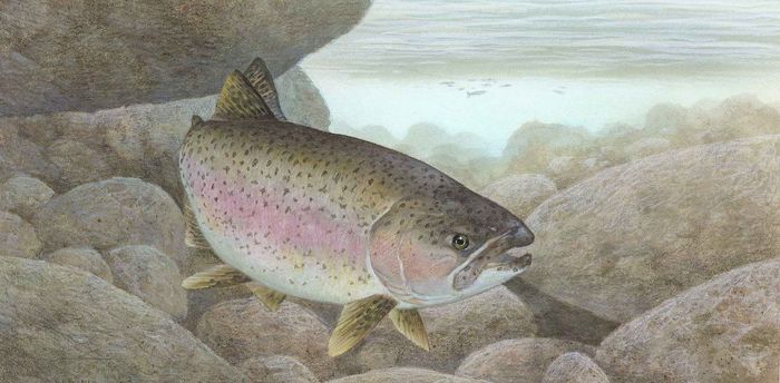 Evolution in a hundred years: how the rainbow trout turned from an ocean dweller to a lake dweller - Trout, , Freshwater fish, , Evolution, Adaptation, , Longpost