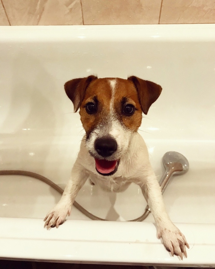 Paws are washed, get it! - My, Dog, Puppies, Jack Russell Terrier, Animals, The photo, Bath