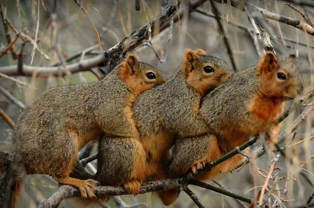 Squirrels get warm - Squirrel, A way to keep warm, Cold