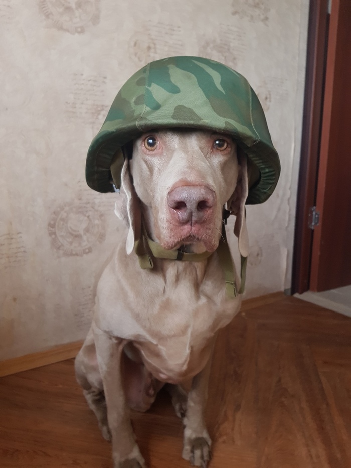 On guard of the motherland! - Dog, Military, Helmet