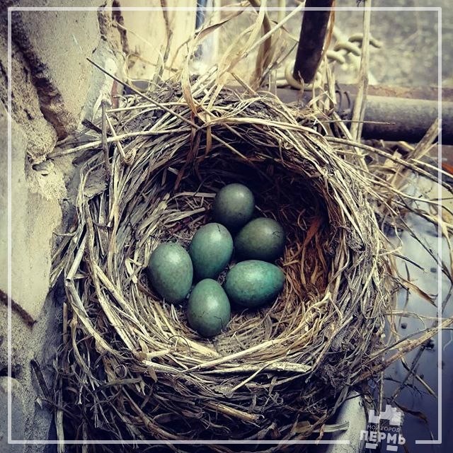 A family of thrushes grew up on a Permian balcony - Thrush, Chick, Permian, Longpost