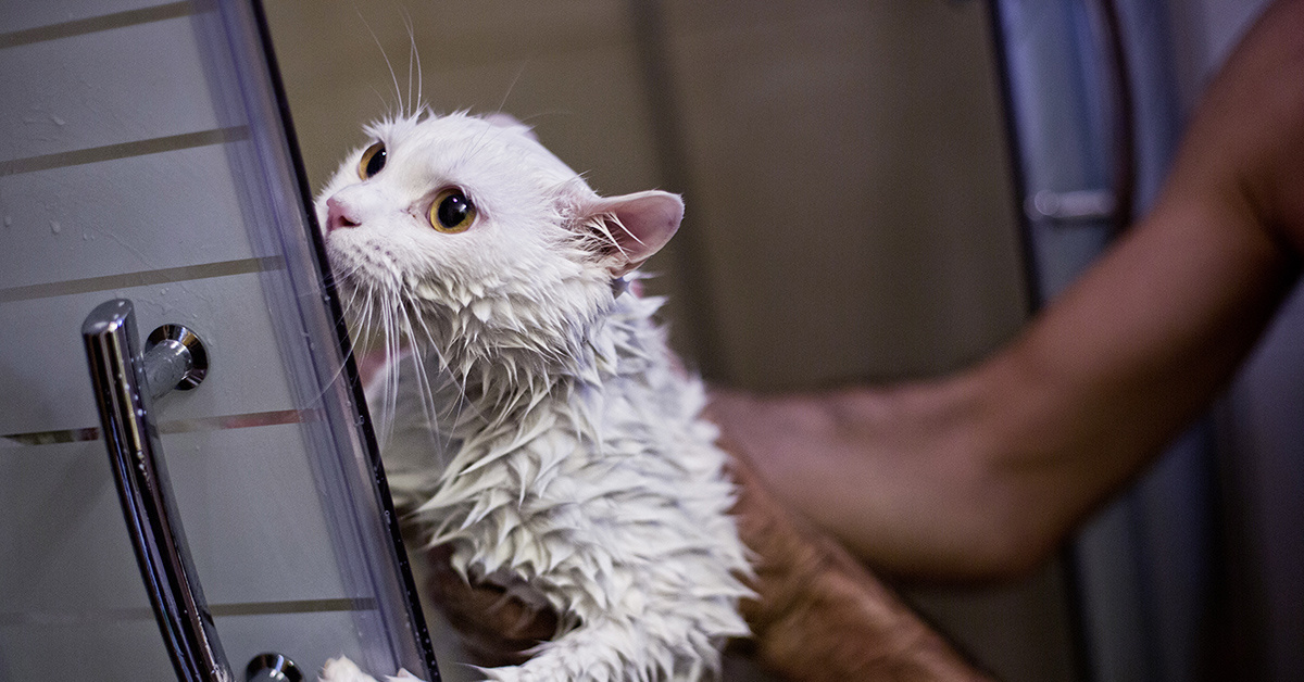 Мыть кошку мылом. Помытый кот. Мокрые коты. Кот моется. Мытье котов.
