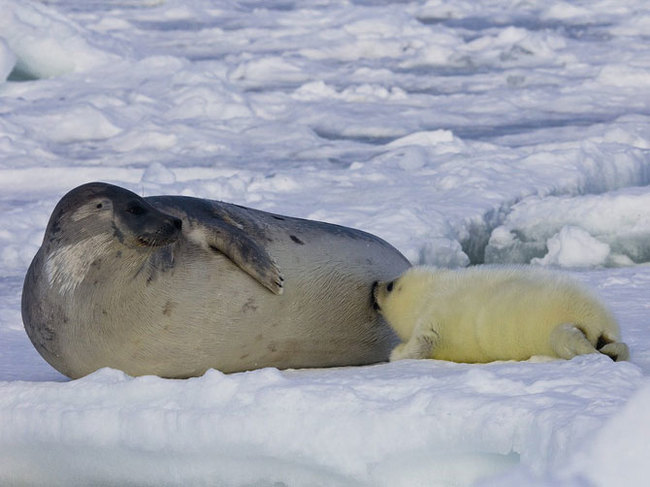 Everything is fine - Greenland, Seal, Nature, The photo, Belek