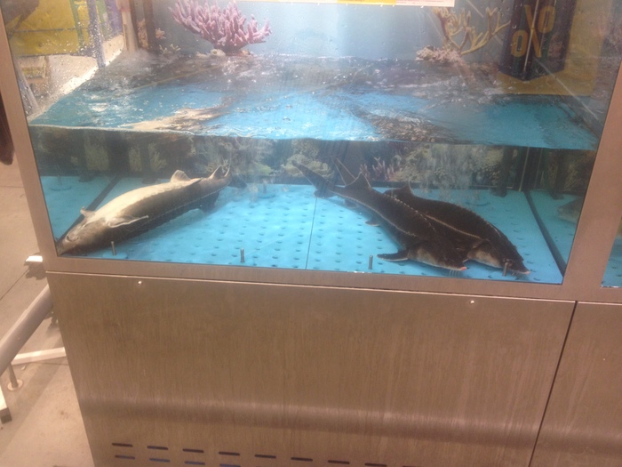 Третий день хожу по Ленте и вижу как одна из рыбин плавает на спине а две других явно что то замышляют против него