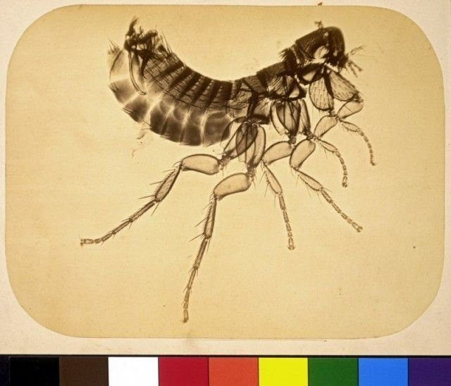 Микрофотография блохи, 1865 г. Архив Музея Джорджа Истмена. - Макро, Блохи, Макросъемка