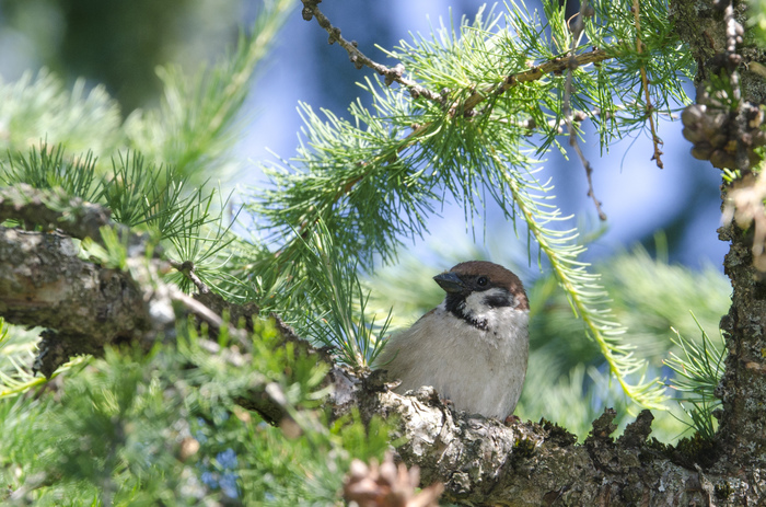 Birds - My, Birds, The photo, , , Nature, Needles, Larch, Telephoto lens, Nikon