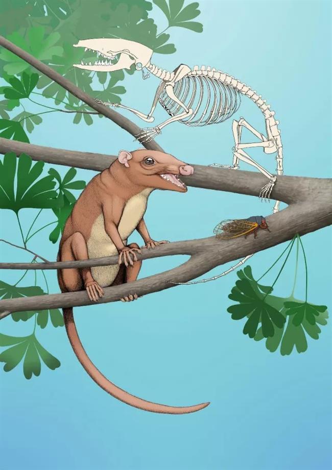 In China, a new species of Cretaceous mammals was discovered, which had the features of placental and marsupial at the same time - My, Paleontology, The science, Mammals, Animals, Longpost, Opening