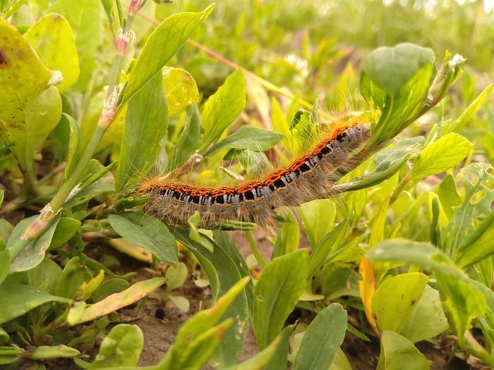 Insects - My, Insects, The photo, Summer, Nature, Russia, Longpost