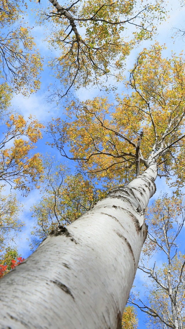 Быстрорастущие деревья для Сибири Ботаника, Дерево, Саженцы, Посадка, Длиннопост
