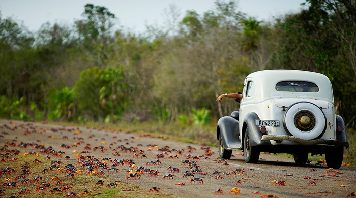 Crabs - Cuba, Rainbow crabs, Crab, Migration, The photo