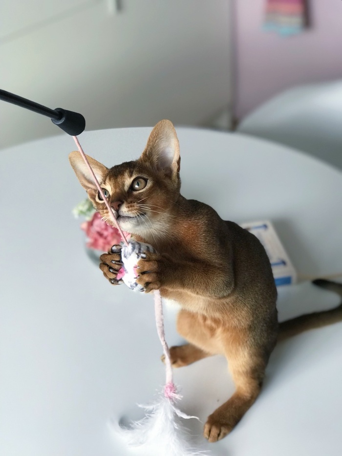 My darling - My, cat, Abyssinian cat, Pets, Longpost