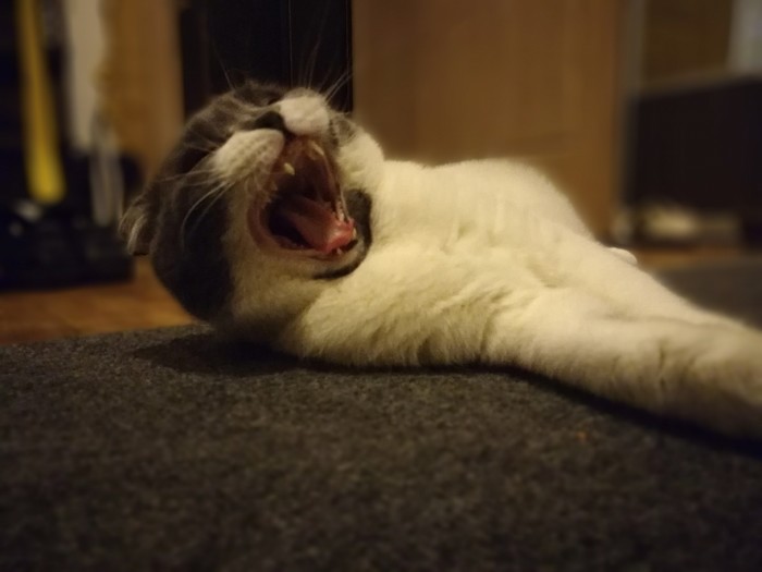 yawning cat - My, , cat, The photo