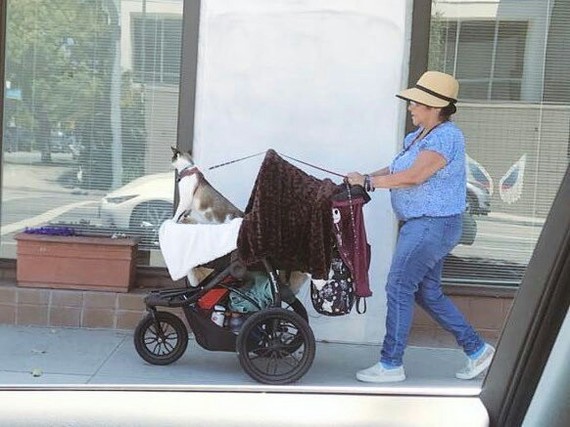 Well he's a foal - cat, Stroller, Humor