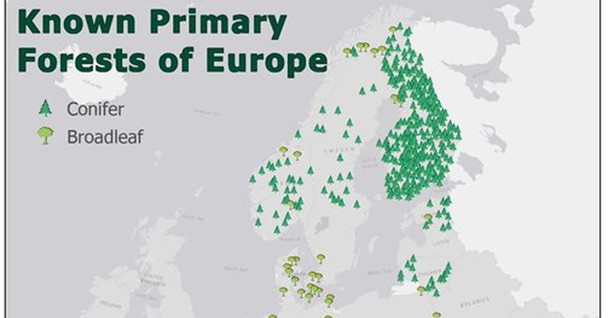 Леса зарубежной европы