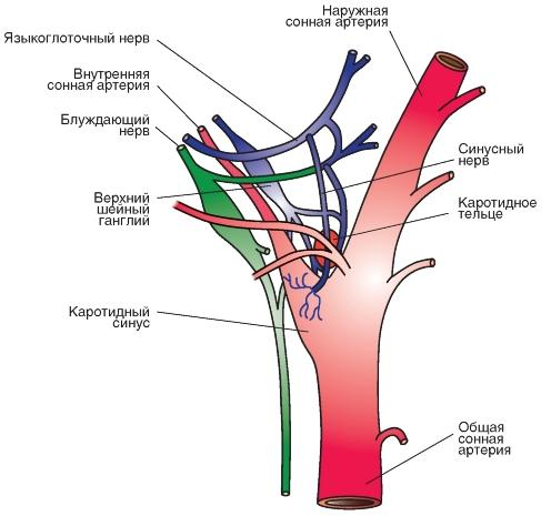 Why in the movies does everyone fall unconscious instantly after the onset of the choke? - My, , Carotid sinus syndrome, Heart, The medicine, Cardiology, Hitman, , Longpost, Fainting, Strangulation