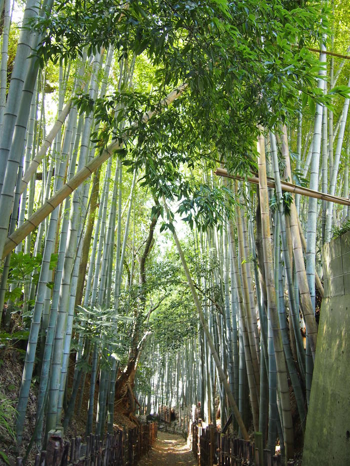 Сакура - город самураев Япония, Путешествия, Длиннопост